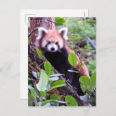 レッドパンダ シーズンポストカード (正面/裏面)