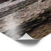 レッドパンダ フォトプリント            (角)