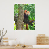 レッドパンダ ポスター (キッチン)