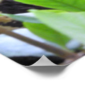 レッドパンダ ポスター (角)