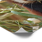 レッドパンダ ポスター (角)