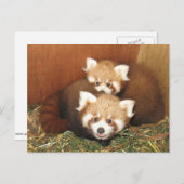 レッドパンダ ポストカード (正面/裏面)