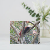 レッドパンダ ポストカード (スタンド正面)