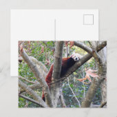 レッドパンダ ポストカード (正面/裏面)