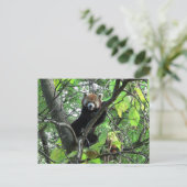 レッドパンダ ポストカード (スタンド正面)