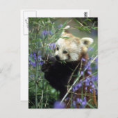 レッドパンダ ポストカード (正面/裏面)