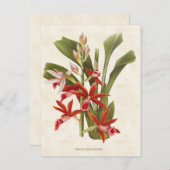 レッドファイウスオーキッドヴィンテージボタニカル ポストカード (正面/裏面)