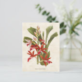 レッドファイウスオーキッドヴィンテージボタニカル ポストカード (スタンド正面)