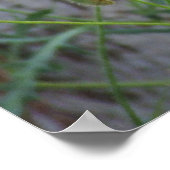 レッドフィールドコーンポピーのポスター ポスター (角)