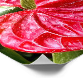 レッドフラワープエルトバラルタ ポスター (角)