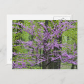 レッドブドの木をフル春開花近くディファイアンス ポストカード (正面/裏面)