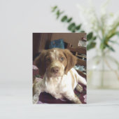 レッドブリタニースパニエル犬の子犬はがきエパニュール ポストカード (スタンド正面)