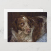 レッドブリタニースパニエル犬ドッグポストカードエパニュールブレトン ポストカード (正面/裏面)