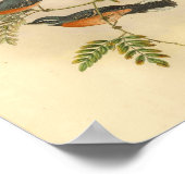 レッドブレストファンテールフライキャッチャー鳥ヴィンテージプリント ポスター (角)