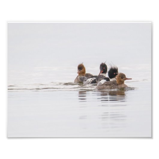 レッドブレストメルガンザーフォトプリント フォトプリント            (正面)