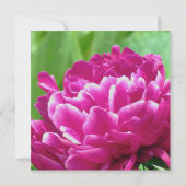 レッドプーニー婚約招待状 招待状 (裏面)