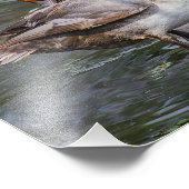 レッドヘッドダックプリント写真 フォトプリント            (角)