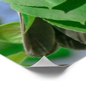 レッドヘッドハウスフィンチ ポスター (角)