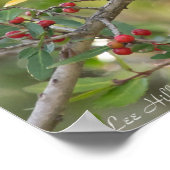 レッドベリーの木のポスターに北モッキンバード ポスター (角)