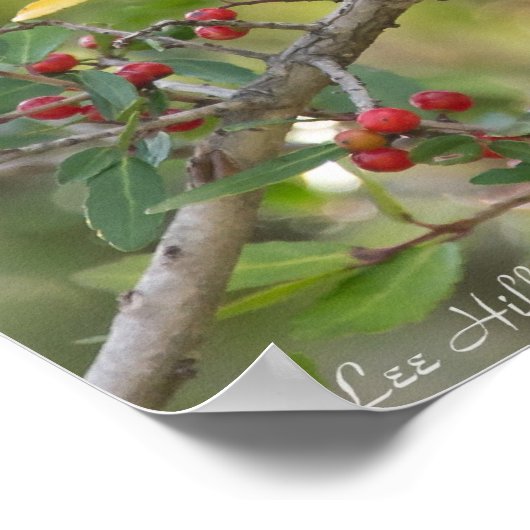 レッドベリーの木のポスターに北モッキンバード ポスター (角)