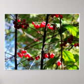 レッドベリーの木の写真のプリントポスター ポスター (正面)