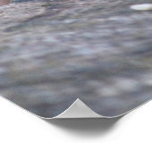 レッドベリーウッドペッカーバリューポスター紙（マット） ポスター (角)