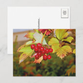 レッドベリーヴィバーナムグエルダーバラハガキ ポストカード (正面/裏面)