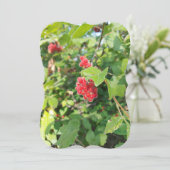 レッドベリー空白のカード (スタンド正面)