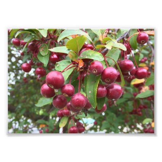 レッドベリー フォトプリント            (正面)