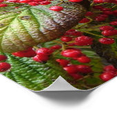 レッドベリー ポスター (角)