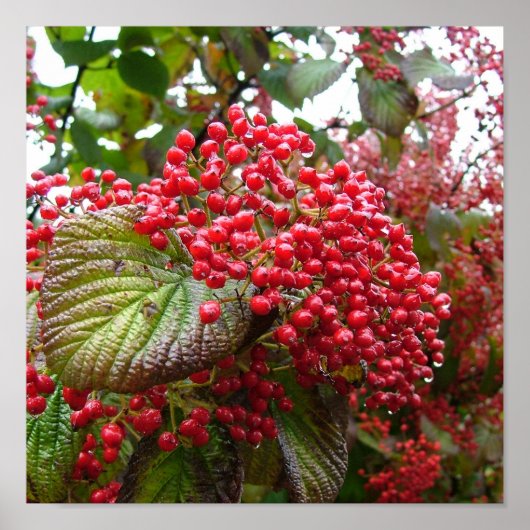 レッドベリー ポスター (正面)