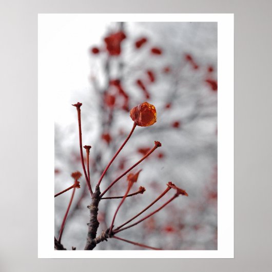 レッドベリー ポスター (正面)