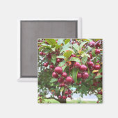 レッドベリー マグネット (正面/裏面)