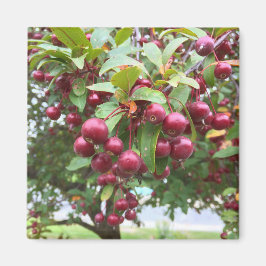 レッドベリー マグネット