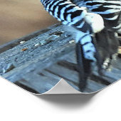 レッドベルリーウッドペックアンドレッド（鳥）ショウジョウコウカンチョウ ポスター (角)