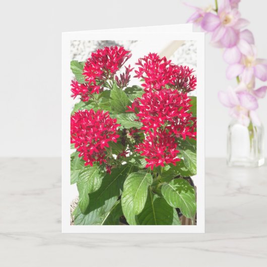 レッドペンタスエジプトスターフラワーポートレート カード (蘭)