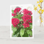 レッドペンタスエジプトスターフラワーポートレート カード (黄色い花)