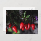 レッドホットガーデンサルサチピーマン。 ポストカード (正面/裏面)
