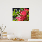 レッドボトルブラッシュオーストラリアフローラフラワーポスター ポスター (キッチン)