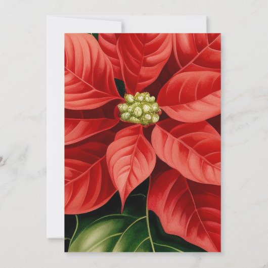 レッドポインセティアスのメリークリスマスパーソナライズされた写真 シーズンカード (裏面)