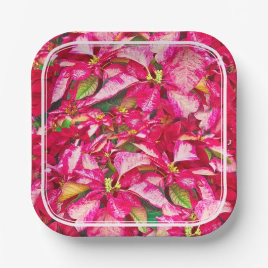 レッドポインセティアスクリスマス花の写真 ペーパープレート (正面)