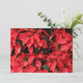 レッドポインセティアスIIクリスマスホリデーフローラ シーズンカード (スタンド正面)