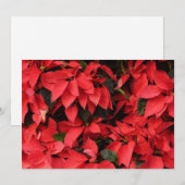 レッドポインセティアスIIクリスマスホリデーフローラ シーズンカード (正面/裏面)