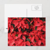 レッドポインセティアスIIクリスマスホリデーフローラ シーズンポストカード (正面/裏面)