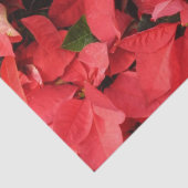 レッドポインセティアスIIクリスマスホリデーフローラ 薄葉紙 (詳細)