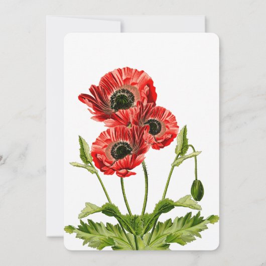 レッドポピーフラワー結婚式招待状 招待状 (裏面)