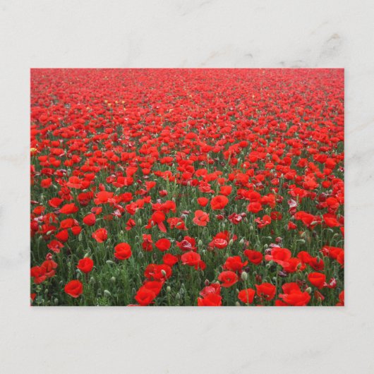 レッドポピー畑 ポストカード (正面)