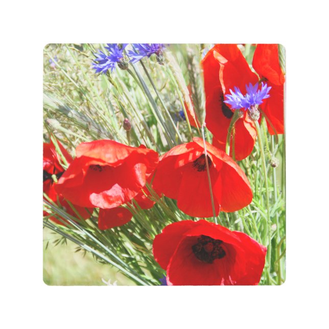 レッドポピー、コテージガーデン写真 メタルプリント (正面)