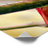 レッドポンパドゥールコティンガ ポスター (角)