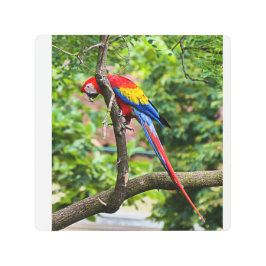 レッドマコーウォールメタルプリント メタルプリント